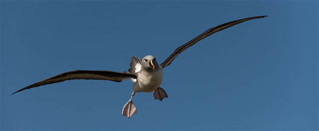 grey headed albatross flying 