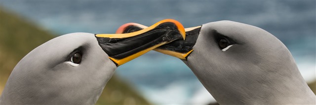 grey headed albatross pair 