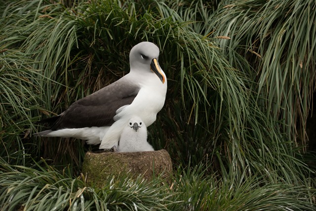 grey headed albatross on nest with fluffy chick