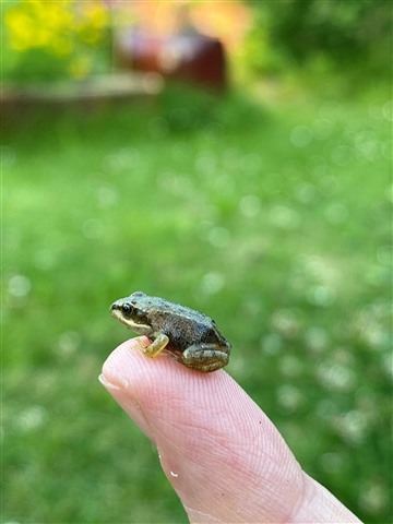 A tiny frog perched on the end of a finger