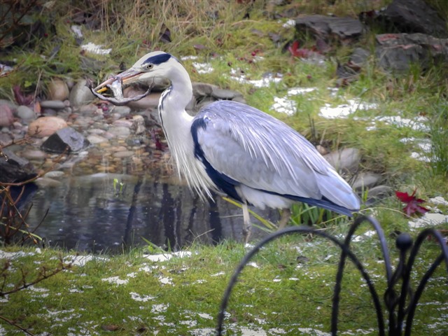 Heron with a frog in its mouth