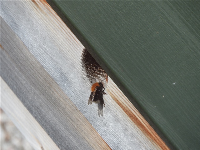 a bee going into a bird box