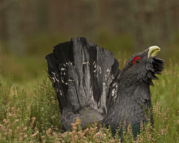 Capercaillie Tetrao urogallus, male displaying, Abernethy, December