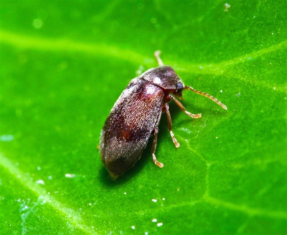 Macro pic of  ‘Ivy Boring Beetle ( Ochina Ptinoides) 