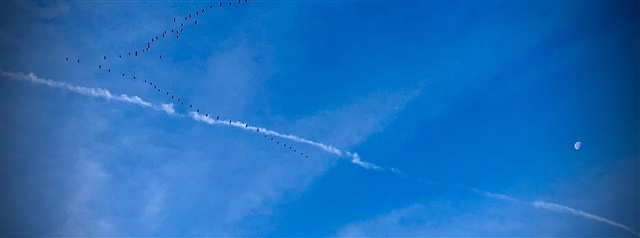 Pink Footed Geese, aircraft trails and the moon..