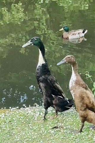 duck identification