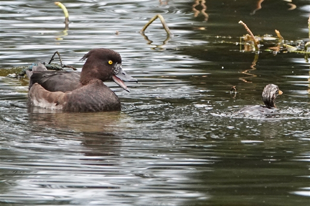 Surprised to see this little one on our pond at Fishbourne Near Chichester this morning