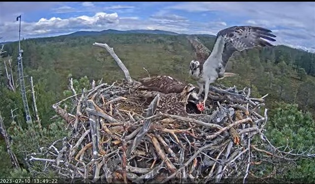 LOCH GARTEN JULY 2023 Loch Garten ospreys Loch Garten