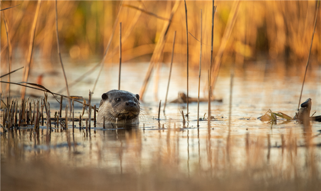 otter amongst reeds