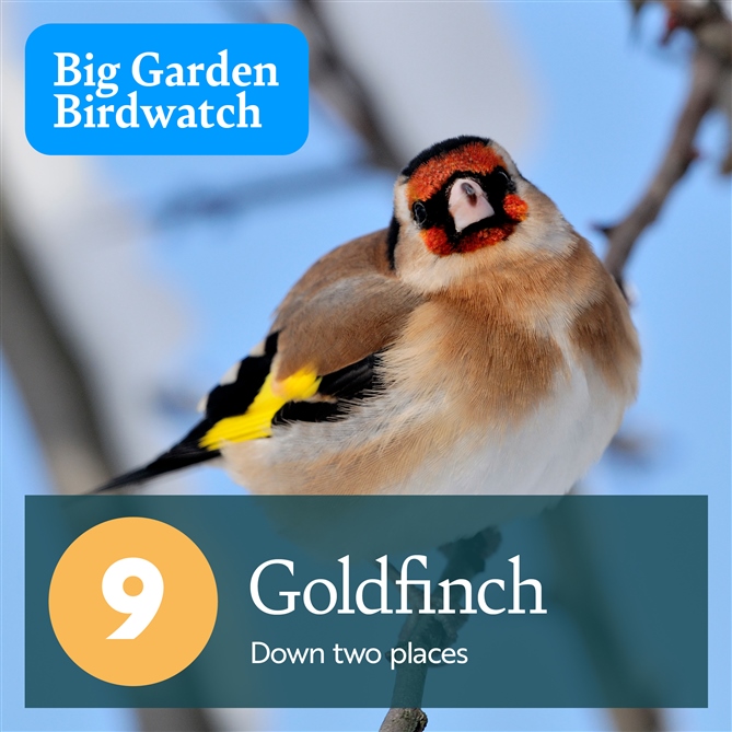  A close up of a Goldfinch facing down the camera. There is text which reads, "9, Goldfinch - Down two places".