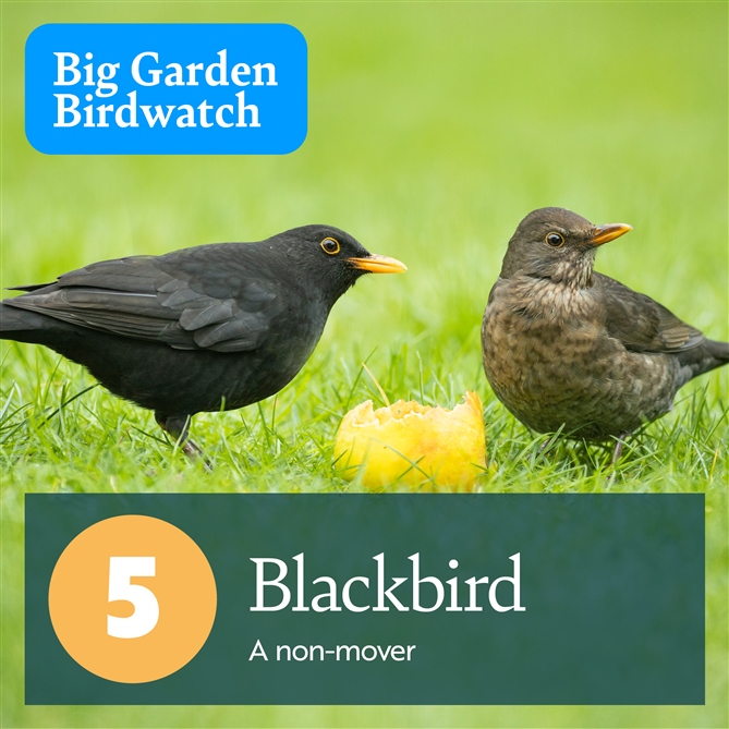 Two Blackbirds - one male and one female - are standing on grass next to a half-eaten piece of fruit. There is text which reads, "5, Blackbird - a non-mover".