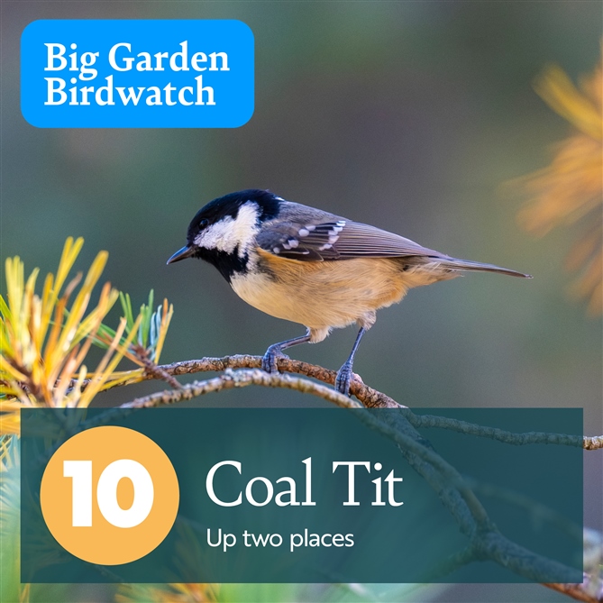  A side on photo of a Coal Tit. There is text which reads, "10, Coal Tit - Up two places".