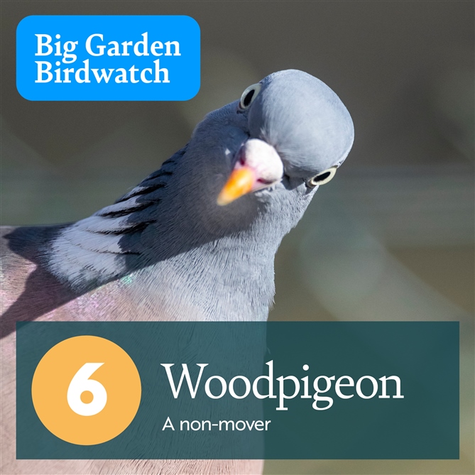  A close up of a Woodpigeon looking at the camera. It looks like it's challenging the viewer to a fight. There is text which reads, "6, Woodpigeon - a non-mover".