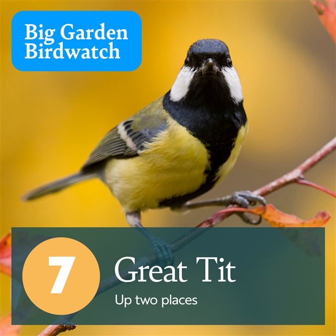  A close up of a Great Tit perched on a branch facing down the lense. There is text which reads, "7, Great Tit - Up two places".
