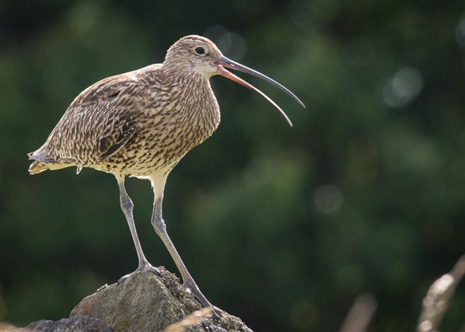 Image shows a beautifully lit close up image of a Curlew with its beak slightly open