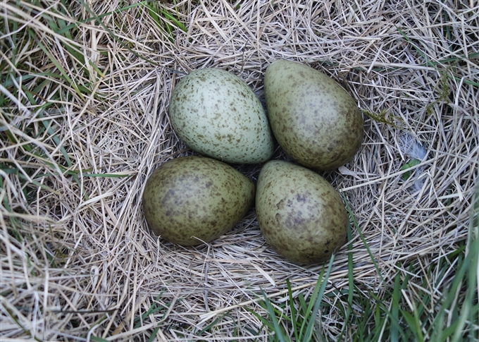 Image shows a close up of Curlew eggs