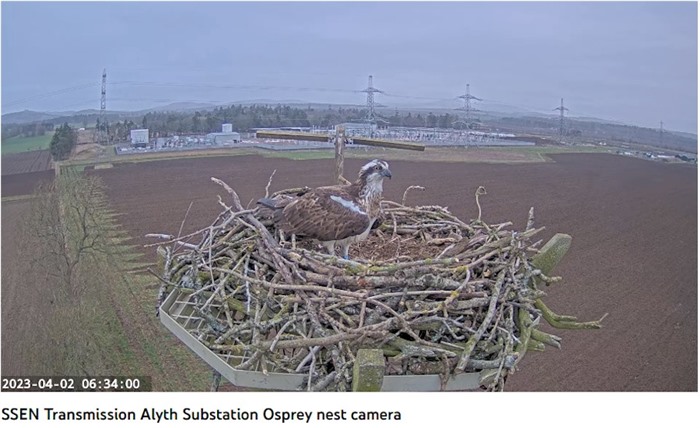 Alyth: HK0 arrives at the nest