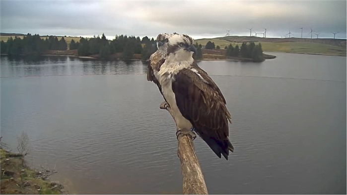 Llyn Brenig Ospreys