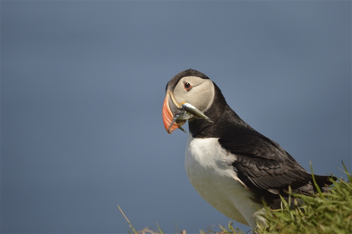 A Puffin with fish in its beak.