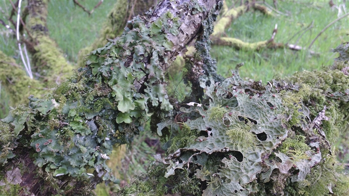 Tree branches covered in various green lichens.
