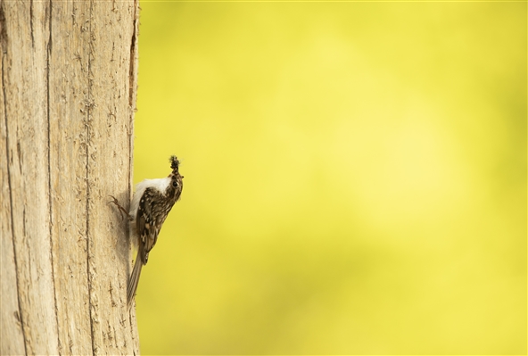 A Treecreeper on the side of a tree with an insect in its beak.