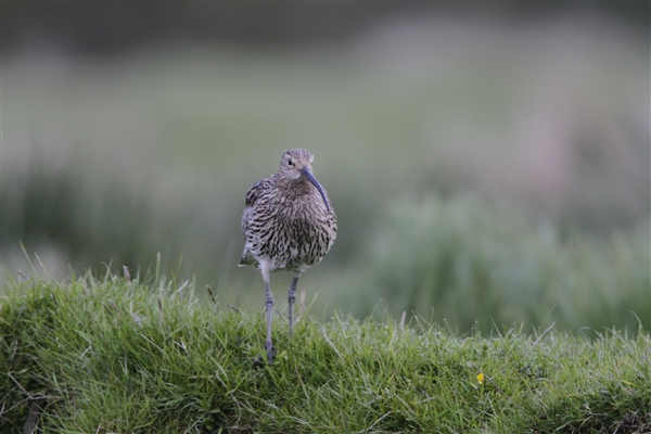 A Curlew walking towards the camera.