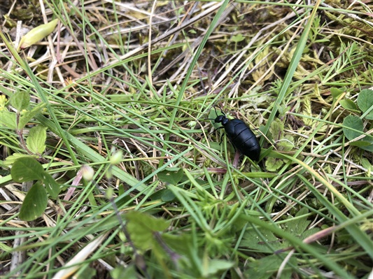 A Short-necked Oil Beetle in the grass.