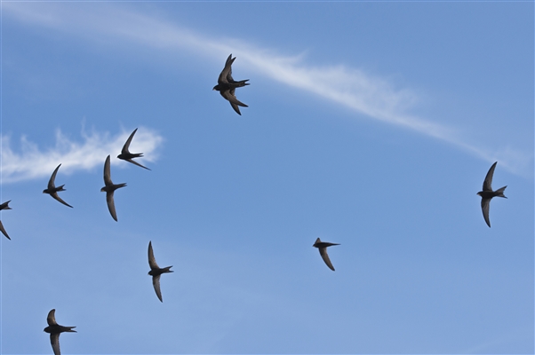 A group of Swifts in flight in a blue sky.
