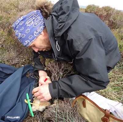 James crouching on the floor, attaching a ring to a Hen Harrier's leg.