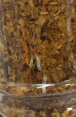 A glass jar filled with woodchips. A tiny larva can be seen at the bottom of the jar.