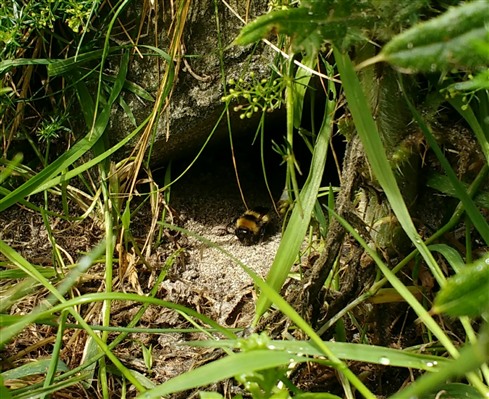 A small sandy hole surrounded by grass. A bee is emerging from the hole.