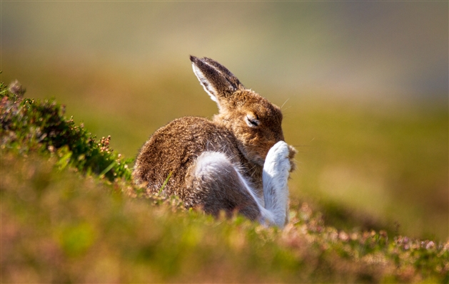 Mountain Hare in brown summer fur, using its back foot to scratch its face.