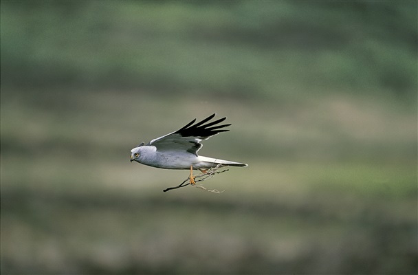 A male Hen Harrier in flight holding a stick in its talons. It is grey with black wing tips.