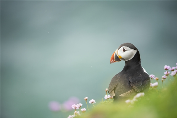 A Puffin among pink flowers on the edge of a cliff.