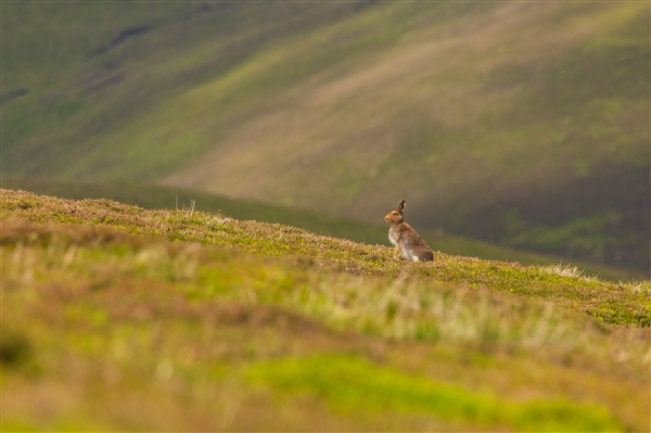 A Mountain Hare on a green hillside, looking alert.