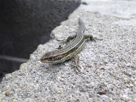 A Common Lizard basking on concrete. 