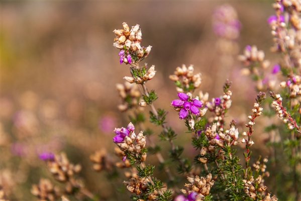 A close up image of pink heather flowers.