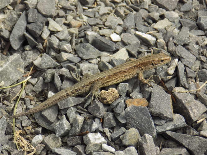A Common Lizard on a stony path.