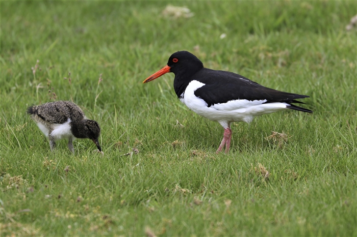 Oystercatcher with chick.