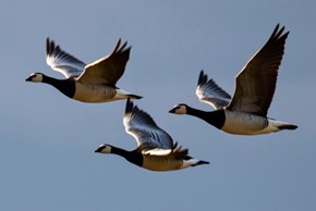 Three Canadian geese in flight against a blue-grey sky