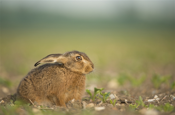 Brown Hare sitting in a field.