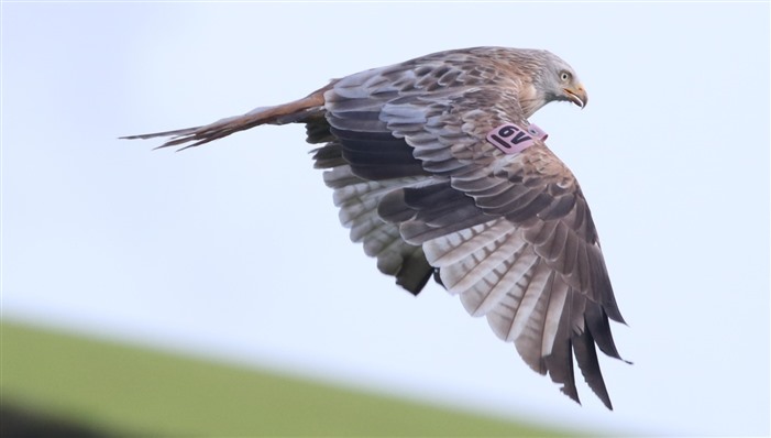 leucistic Red Kite with wing tag