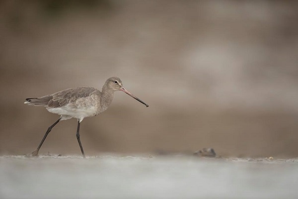 Black-tailed Godwit walking across wetland