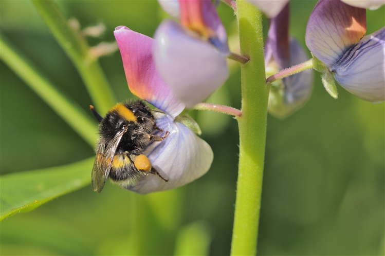 A bumblebee gathering pollen and drinking nectar from a common vetch (Vicia sativa).