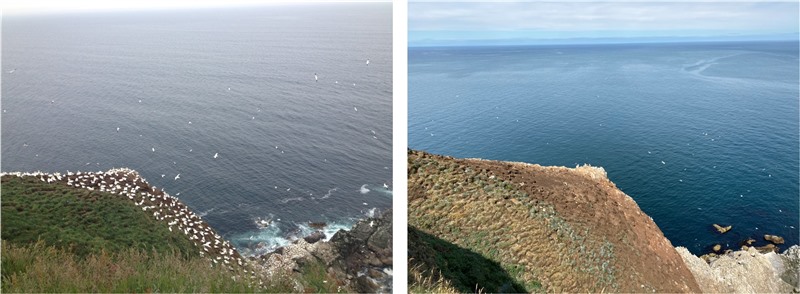image of same area of cliff on left filled with gannets on right nearly empty