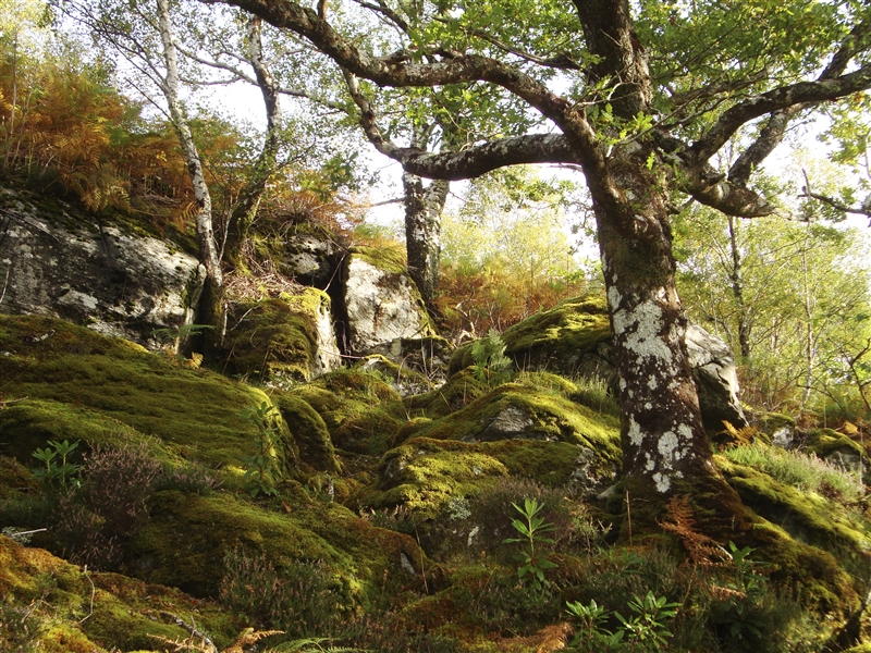 Atlantic oak woodland with lichen covered trees and moss covered boulders
