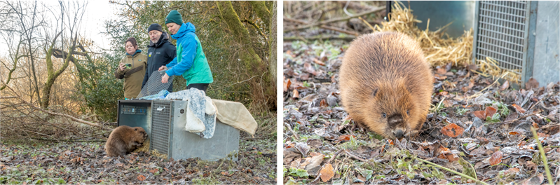 Left photo: Two crates sit side by side. The right is empty, the left is open and a beaver is casually exciting. Right photo: the beaver sniffing at frozen vegetation