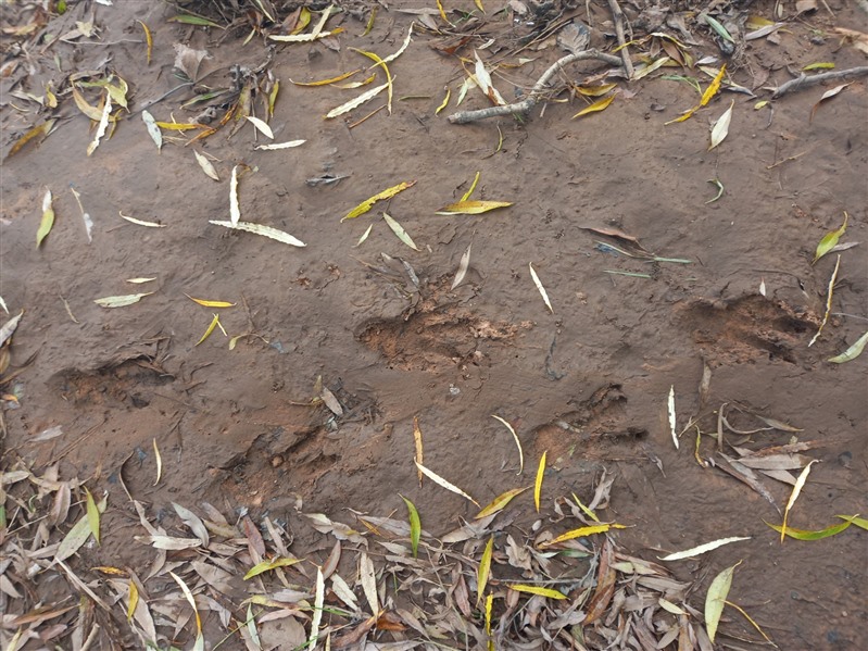 Beaver footprints in muddy river back with scattering of thin yellow leaves