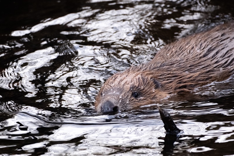 Beaver swimming in the burn 