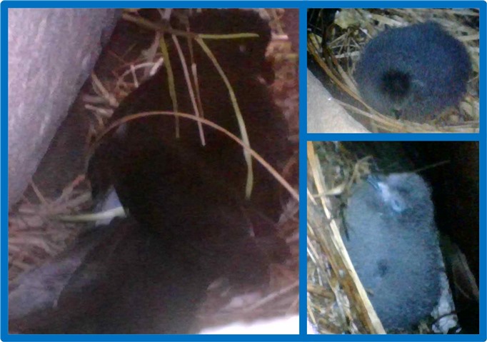 A composite of three images. On the left hand side is an adult storm petrel brooding. The two right hand images shoe fluffy grey Strom Petrel chicks